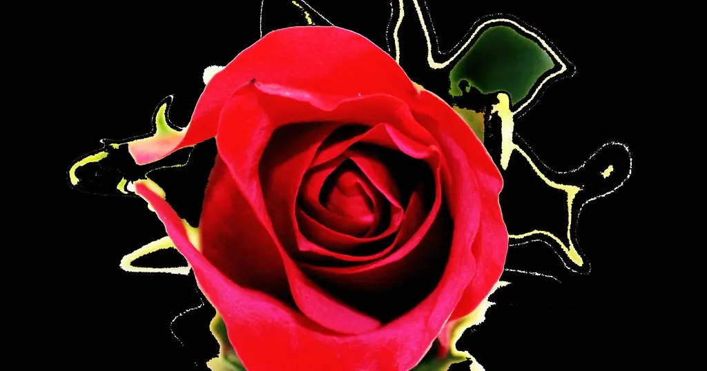 Rose rouge en gros plan