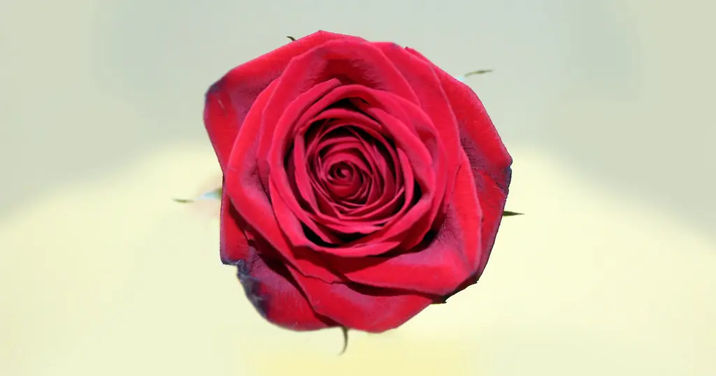 Une rose rouge seule
